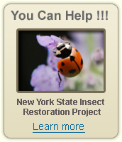 NY State Insect Restoration Project