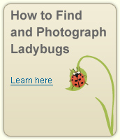 How to Find and Photograph Ladybugs