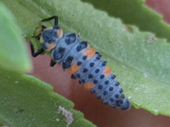 C. novemnotata larva (NOT)