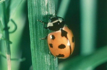 Coccinella novemnotata, photo by W Louis Tedders (USDA-ARS)