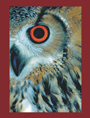 graphic owl