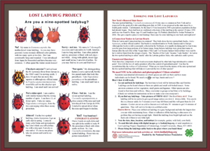 Ladybug Identification Chart