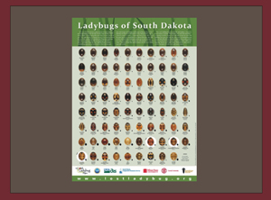 South Dakota Ladybugs