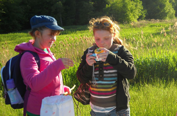 Lancaster Ladybugs and Beetles