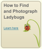 How to Find and Photograph Ladybugs