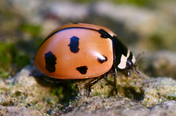 C. novemnotata adult