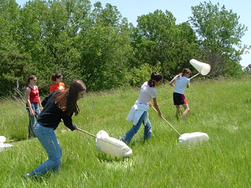 Sweep Netting in Grass