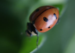 ladybug