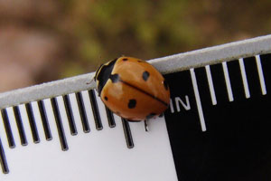 ladybug on ruler