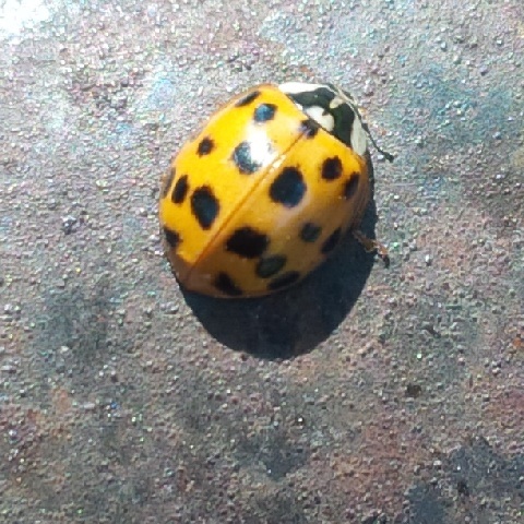 10255_1_M.jpg