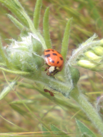 11710_1_M.jpg