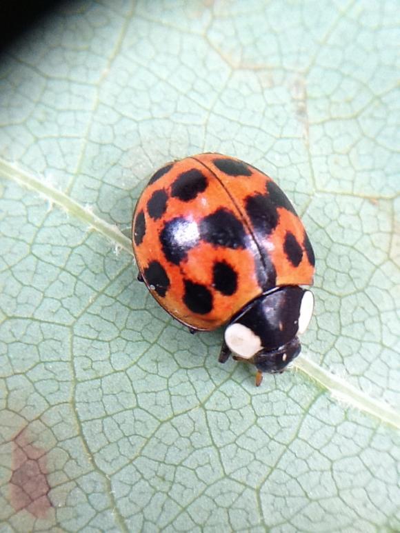 11755_25_M.jpg