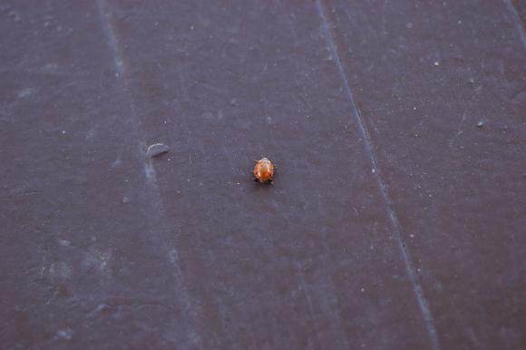 13307_1_M.jpg