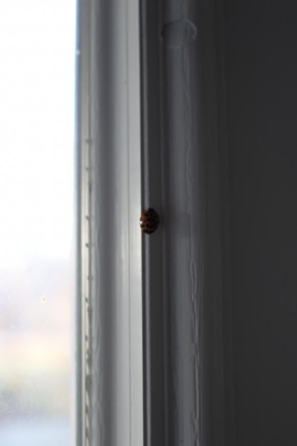 13596_1_M.jpg
