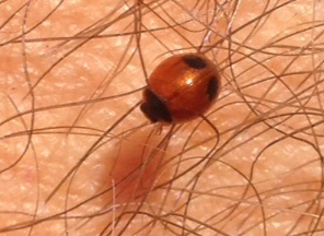 13600_1_M.jpg