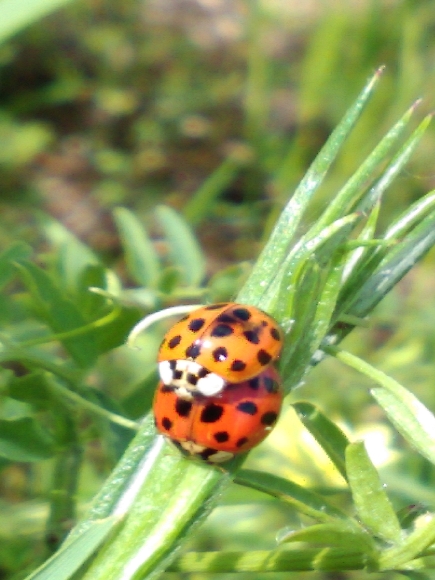 14562_1_M.jpg