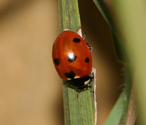 1513_1_M.jpg