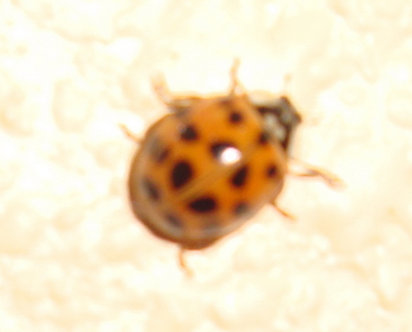 1571_1_M.jpg