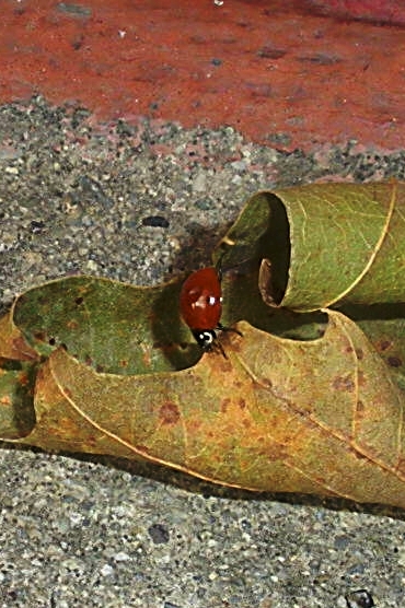 1612_1_M.jpg