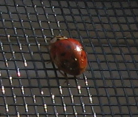 2624_24_M.jpg