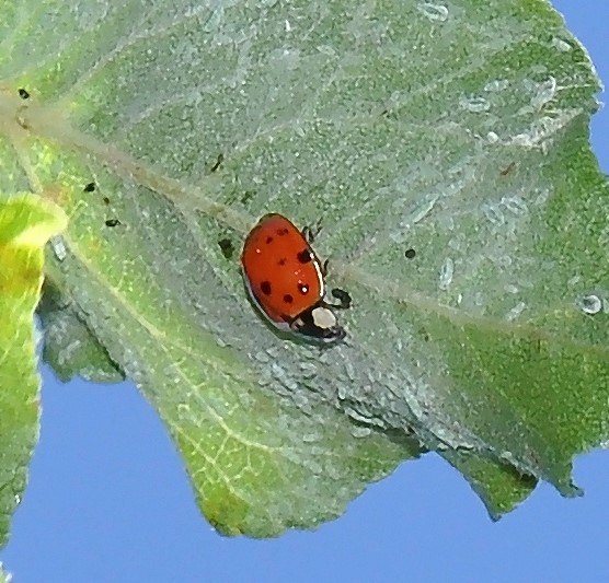 3152_6_M.jpg