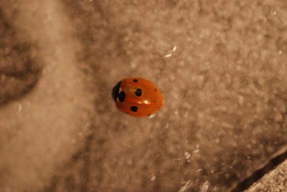 3657_33_M.jpg