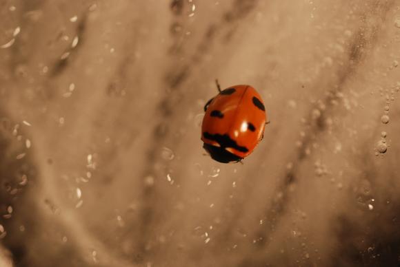 3659_100_M.jpg