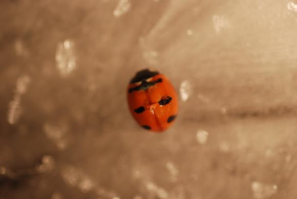 3659_65_M.jpg
