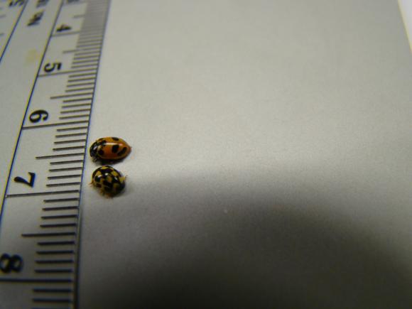 3868_24_M.jpg