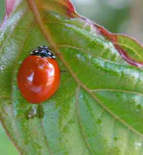 4038_15_M.jpg
