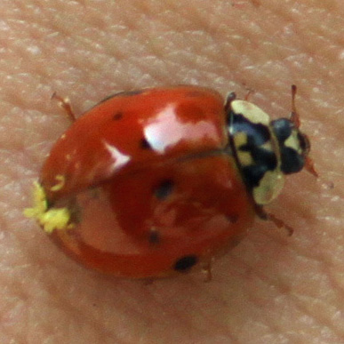 4102_1_M.jpg