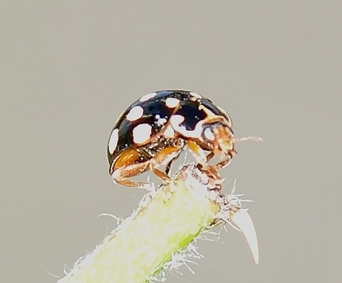 4129_1_M.jpg