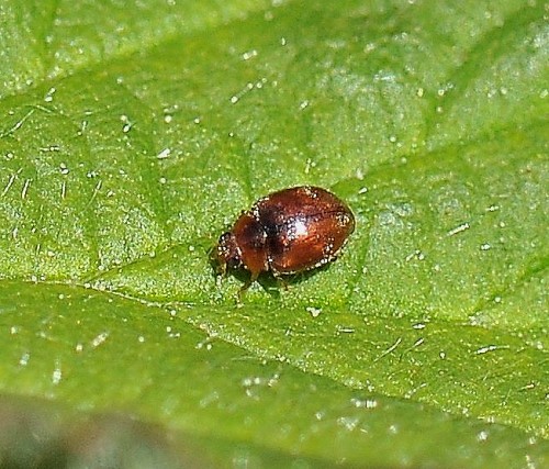 4186_1_M.jpg