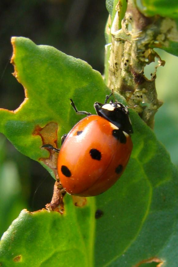 4266_27_M.jpg
