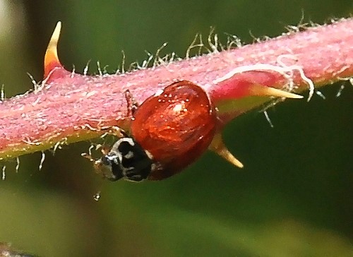 4504_1_M.jpg