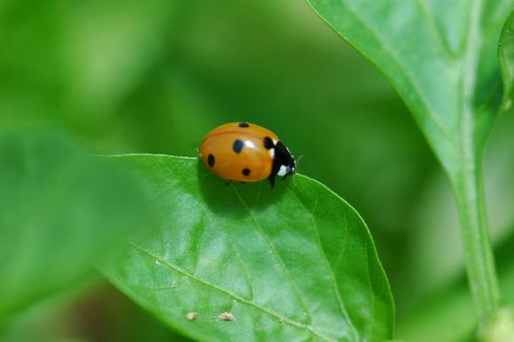 4667_1_M.jpg