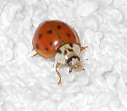 5146_7_M.jpg