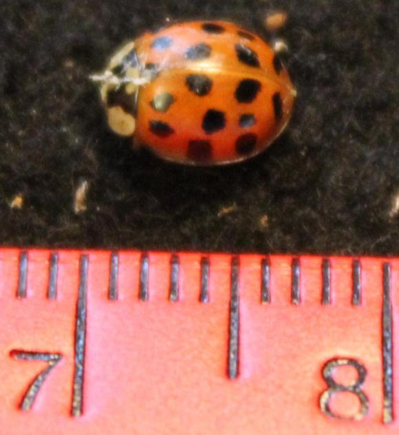 5728_165_M.jpg