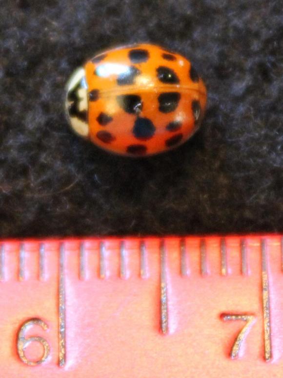 5728_92_M.jpg