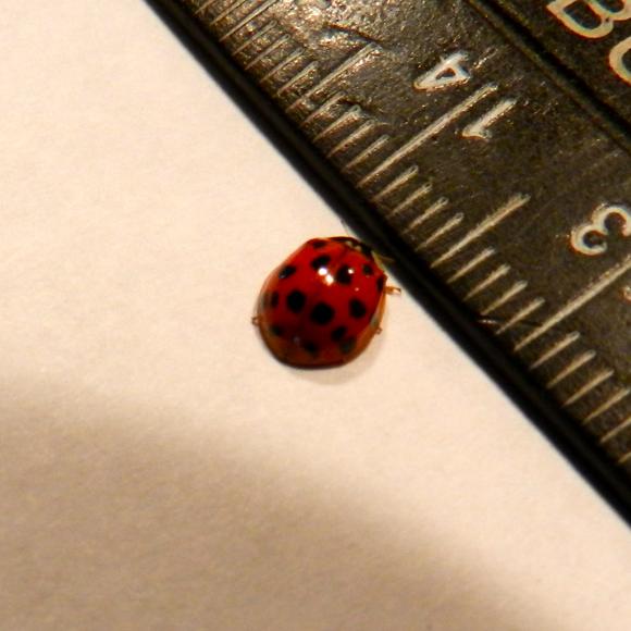 5807_1_M.jpg
