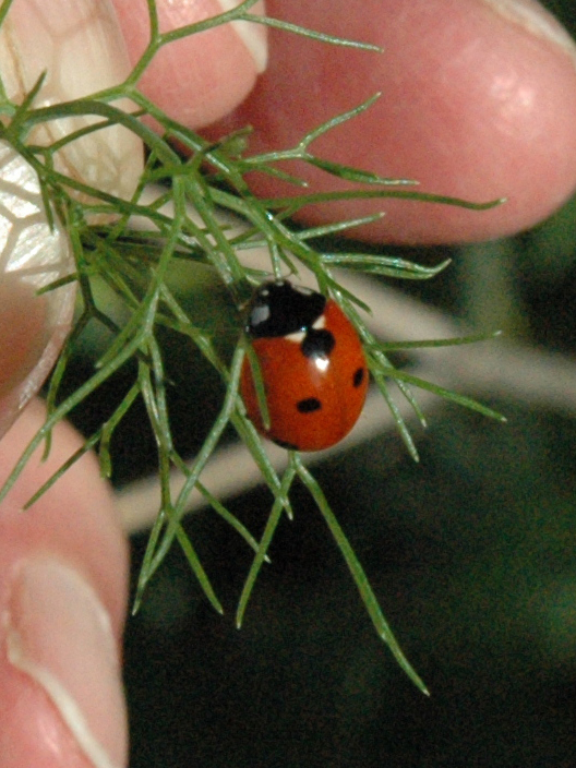 5915_9_M.jpg