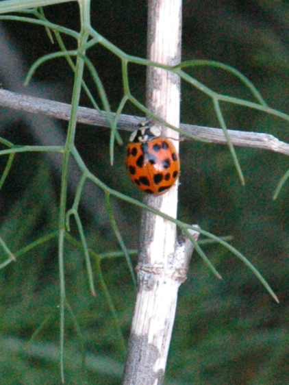 5917_2_M.jpg