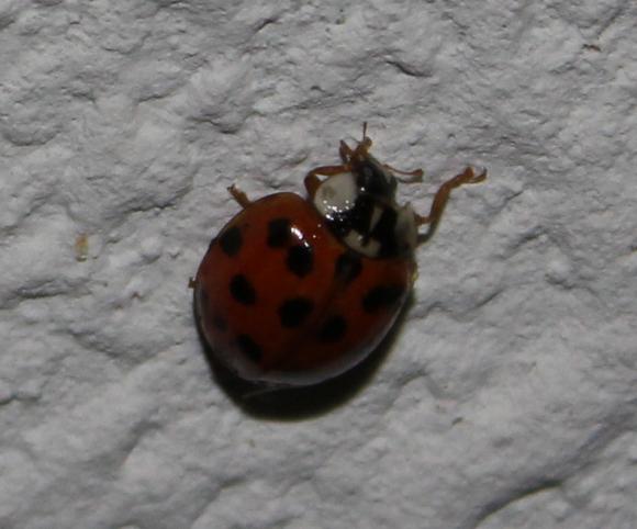 7254_2_M.jpg