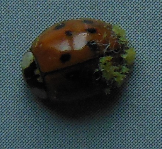 7294_1_M.jpg