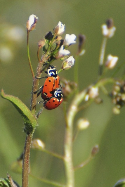 7467_10_M.jpg