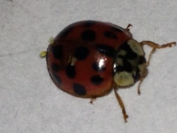 8981_5_M.jpg