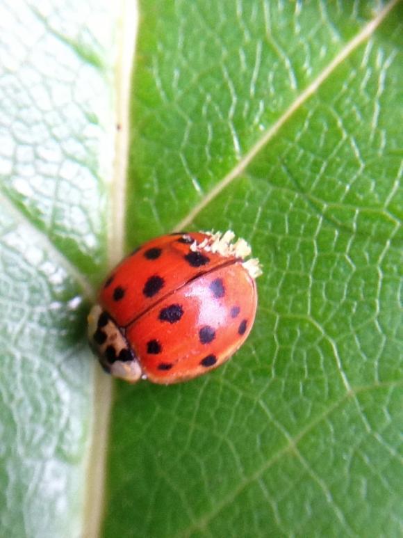 9473_8_M.jpg