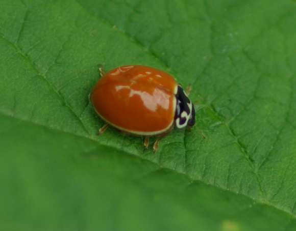 988_3_M.jpg